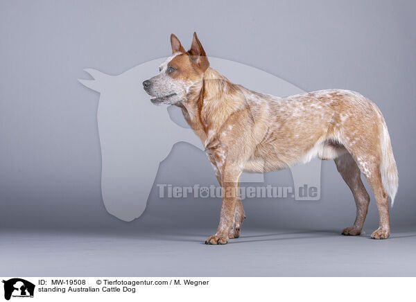 stehender Australian Cattle Dog / standing Australian Cattle Dog / MW-19508