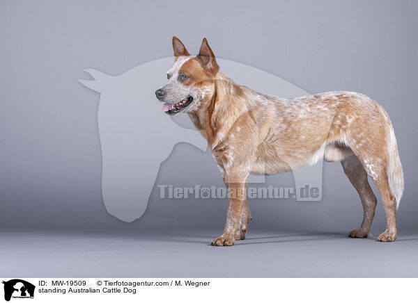 stehender Australian Cattle Dog / standing Australian Cattle Dog / MW-19509
