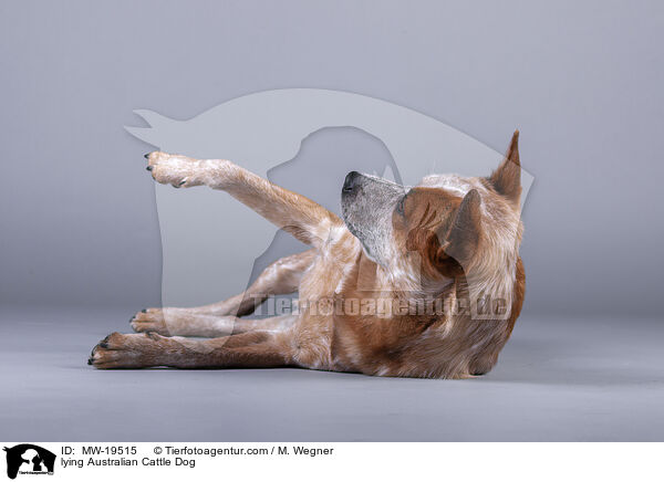 liegender Australian Cattle Dog / lying Australian Cattle Dog / MW-19515