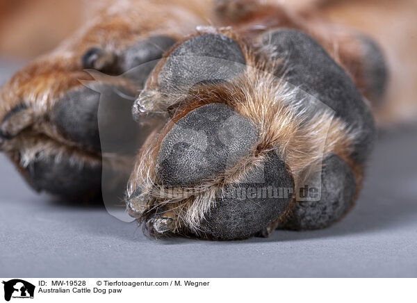 Australian Cattle Dog Pfote / Australian Cattle Dog paw / MW-19528