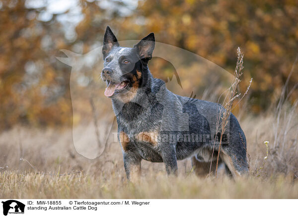 stehender Australian Cattle Dog / standing Australian Cattle Dog / MW-18855