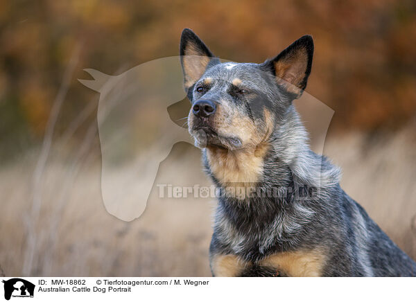 Australian Cattle Dog Portrait / Australian Cattle Dog Portrait / MW-18862