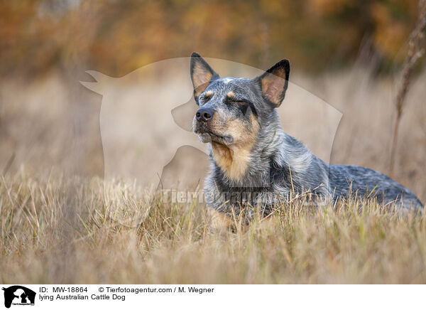 liegender Australian Cattle Dog / lying Australian Cattle Dog / MW-18864