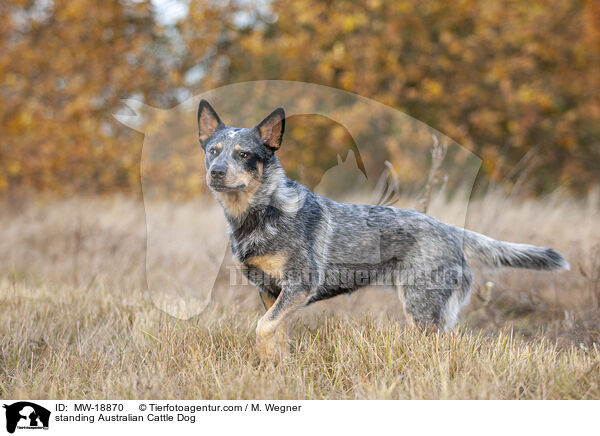 stehender Australian Cattle Dog / standing Australian Cattle Dog / MW-18870