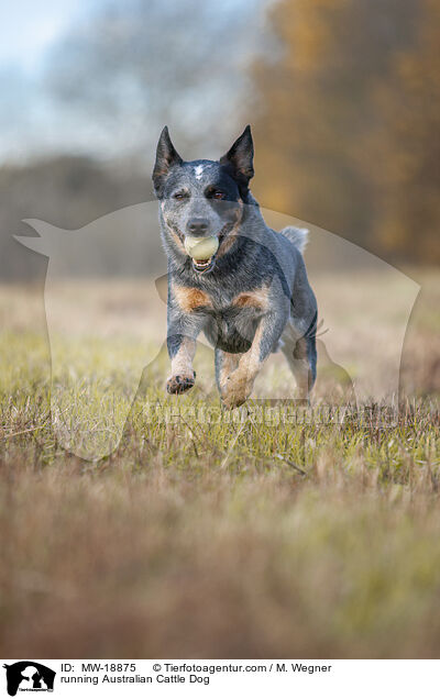 rennender Australian Cattle Dog / running Australian Cattle Dog / MW-18875