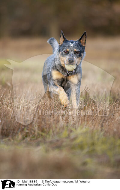 rennender Australian Cattle Dog / running Australian Cattle Dog / MW-18885