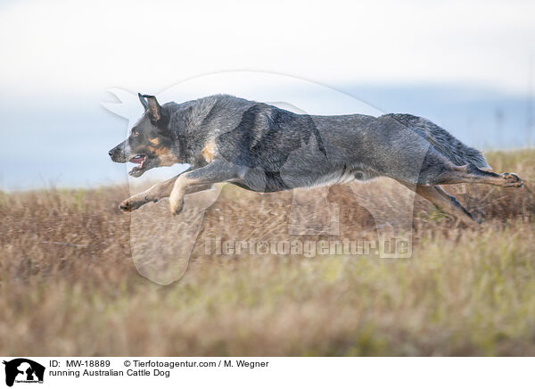 rennender Australian Cattle Dog / running Australian Cattle Dog / MW-18889
