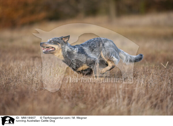 rennender Australian Cattle Dog / running Australian Cattle Dog / MW-18907