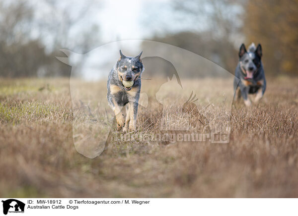 Australian Cattle Dogs / MW-18912