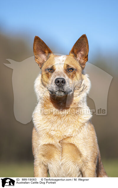 Australian Cattle Dog Portrait / Australian Cattle Dog Portrait / MW-19083