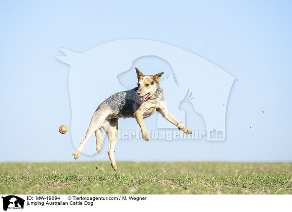springender Australian Cattle Dog / jumping Australian Cattle Dog / MW-19094