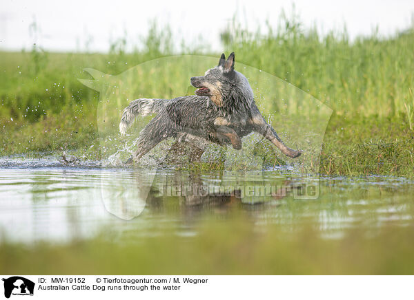 Australian Cattle Dog rennt durchs Wasser / Australian Cattle Dog runs through the water / MW-19152