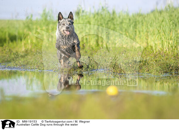Australian Cattle Dog rennt durchs Wasser / Australian Cattle Dog runs through the water / MW-19153