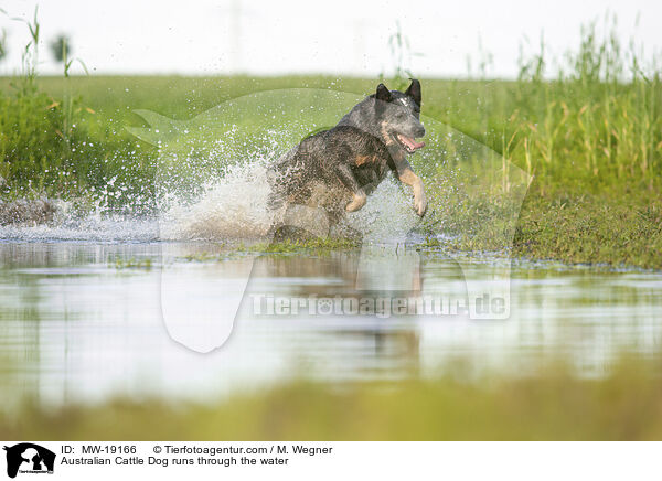 Australian Cattle Dog rennt durchs Wasser / Australian Cattle Dog runs through the water / MW-19166