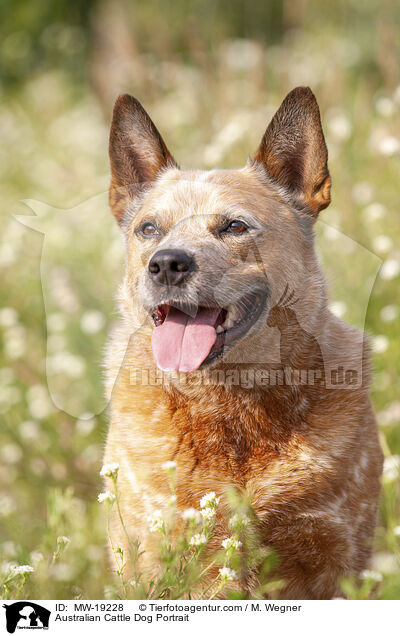 Australian Cattle Dog Portrait / Australian Cattle Dog Portrait / MW-19228