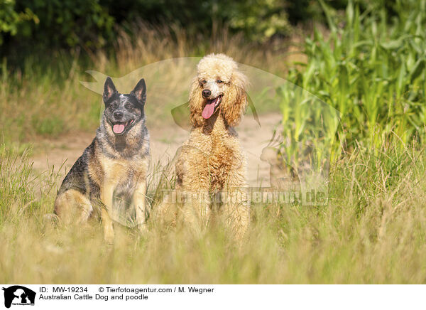 Australian Cattle Dog and poodle / MW-19234