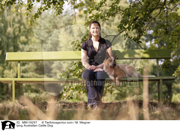 liegender Australian Cattle Dog / lying Australian Cattle Dog / MW-19257