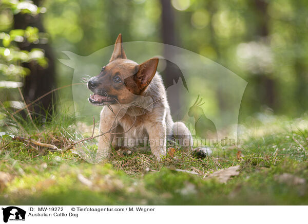 Australian Cattle Dog / Australian Cattle Dog / MW-19272
