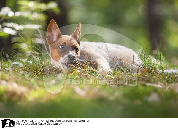 liegender Australian Cattle Dog Welpe / lying Australian Cattle Dog puppy / MW-19277