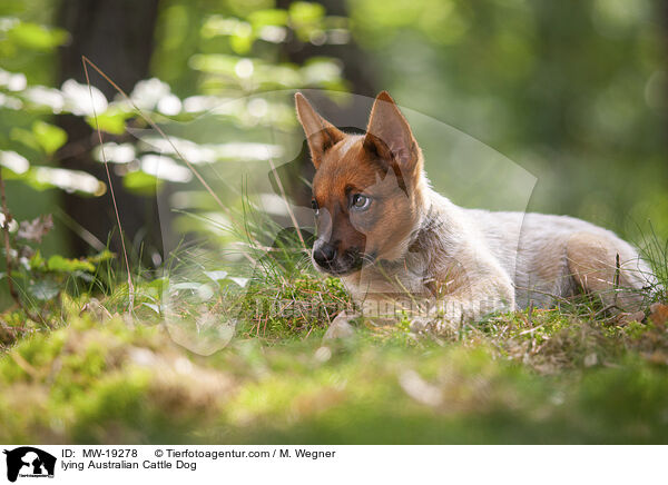 liegender Australian Cattle Dog / lying Australian Cattle Dog / MW-19278