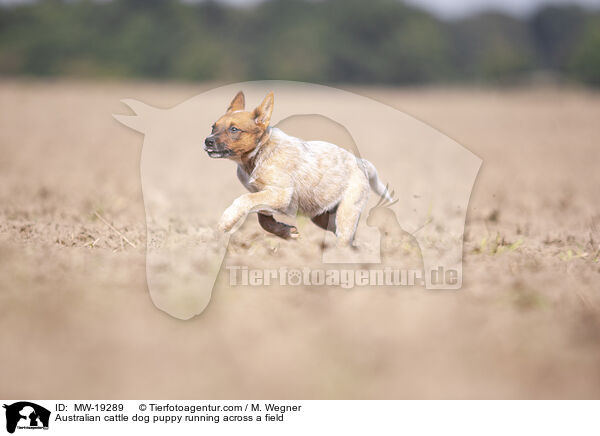 Australian Cattle Dog Welpe rennt ber ein Feld / Australian cattle dog puppy running across a field / MW-19289