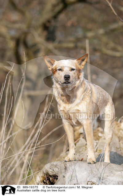 Australian Cattle Dog auf Baumstamm / Australian cattle dog on tree trunk / MW-19375
