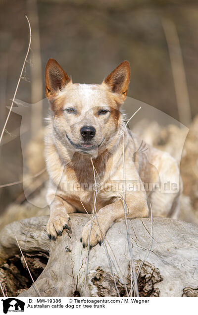 Australian Cattle Dog auf Baumstamm / Australian cattle dog on tree trunk / MW-19386