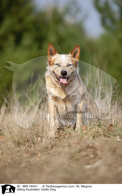 sitzender Australian Cattle Dog / sitting Australian Cattle Dog / MW-19401