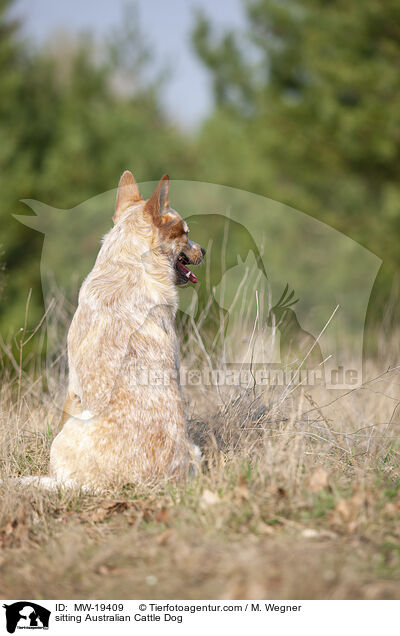 sitzender Australian Cattle Dog / sitting Australian Cattle Dog / MW-19409