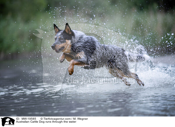 Australian Cattle Dog rennt durchs Wasser / Australian Cattle Dog runs through the water / MW-19585