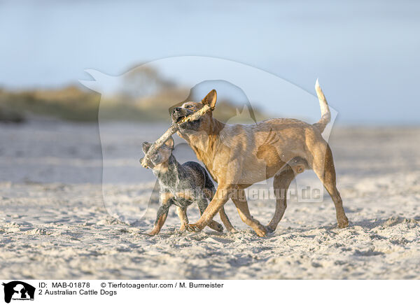 2 Australian Cattle Dogs / MAB-01878