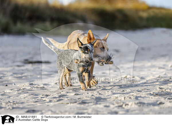 2 Australian Cattle Dogs / MAB-01881