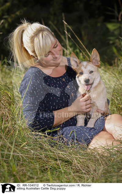 sitzender Australian Cattle Dog Welpe / sitting Australian Cattle Dog puppy / RR-104012