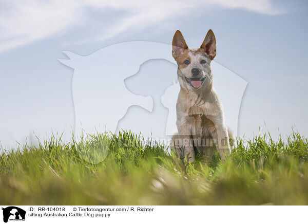 sitzender Australian Cattle Dog Welpe / sitting Australian Cattle Dog puppy / RR-104018