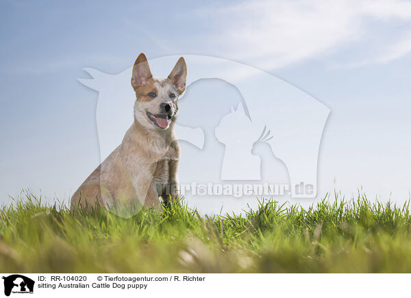 sitzender Australian Cattle Dog Welpe / sitting Australian Cattle Dog puppy / RR-104020