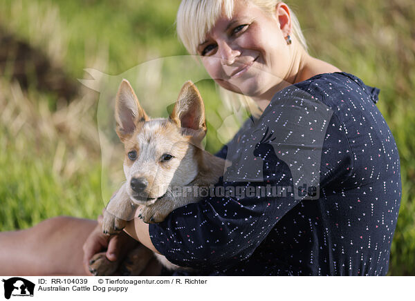Australian Cattle Dog Welpe / Australian Cattle Dog puppy / RR-104039