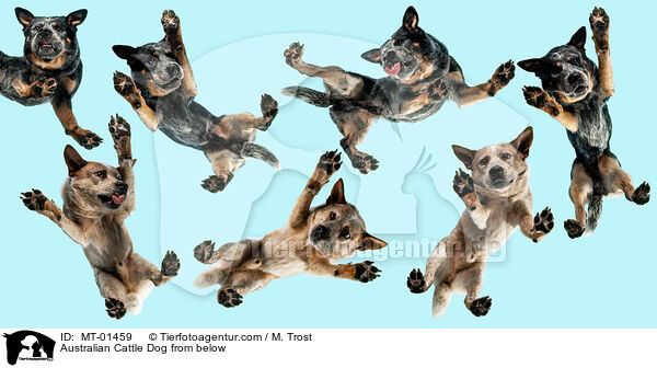 Australian Cattle Dog from below / MT-01459