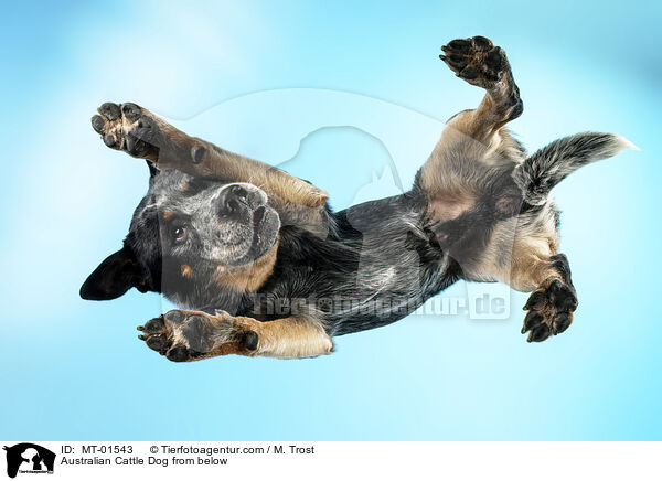 Australian Cattle Dog von unten / Australian Cattle Dog from below / MT-01543