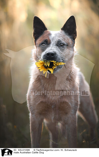 male Australian Cattle Dog / KS-01096
