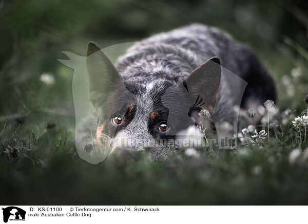 Australian Cattle Dog Rde / male Australian Cattle Dog / KS-01100