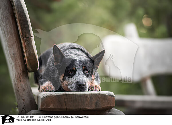 Australian Cattle Dog Rde / male Australian Cattle Dog / KS-01101