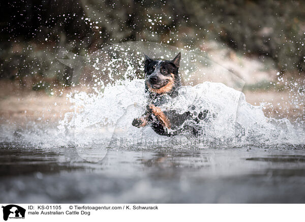 Australian Cattle Dog Rde / male Australian Cattle Dog / KS-01105