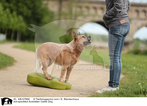 red-speckled Australian Cattle Dog / KB-07888