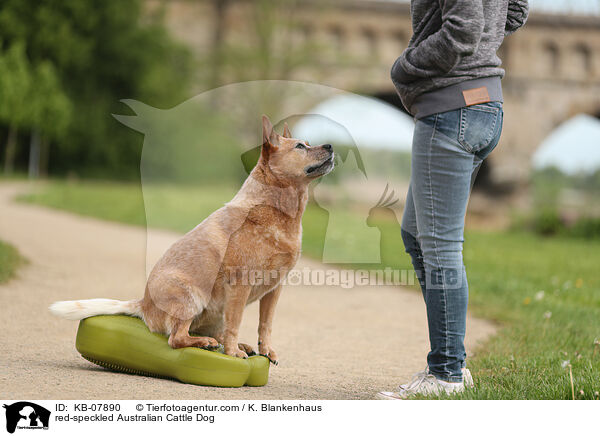 red-speckled Australian Cattle Dog / red-speckled Australian Cattle Dog / KB-07890