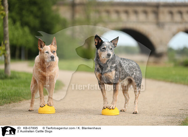 2 Australian Cattle Dogs / KB-07895