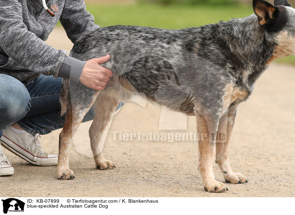 blue-speckled Australian Cattle Dog / blue-speckled Australian Cattle Dog / KB-07899