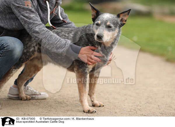 blue-speckled Australian Cattle Dog / blue-speckled Australian Cattle Dog / KB-07900