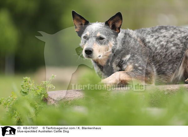 blue-speckled Australian Cattle Dog / blue-speckled Australian Cattle Dog / KB-07907