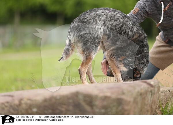 blue-speckled Australian Cattle Dog / blue-speckled Australian Cattle Dog / KB-07911