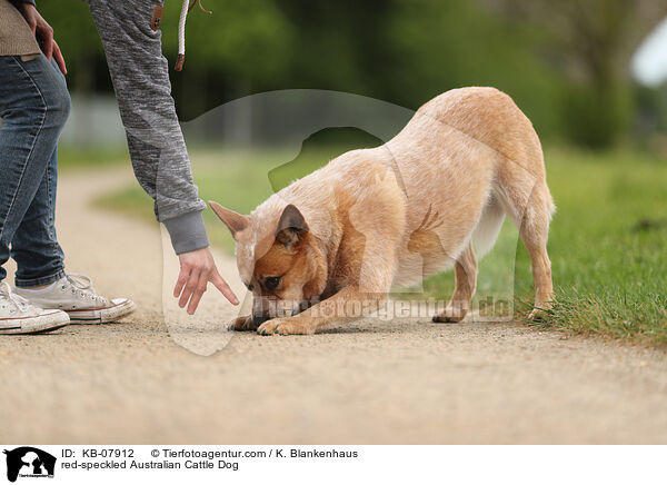 red-speckled Australian Cattle Dog / red-speckled Australian Cattle Dog / KB-07912